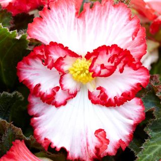 Begonia CRISPA MARGINATA WHITE/RED