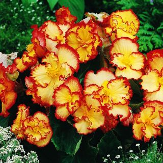 Begonia CRISPA MARGINATA YELLOW/RED