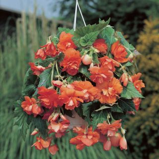 Begonia Double Pendula ORANGE