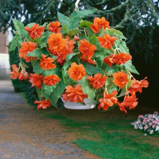 Begonia Double Pendula ORANGE