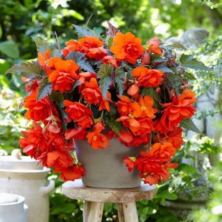 Begonia Double Pendula ORANGE