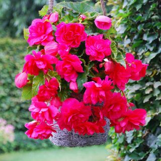 Begonia Double Pendula Pink