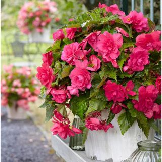 Begonia Double Pendula Pink