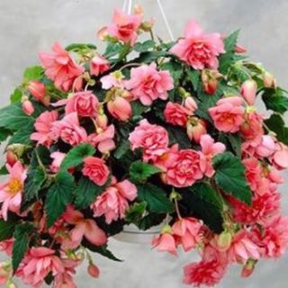 Begonia Double Pendula Pink