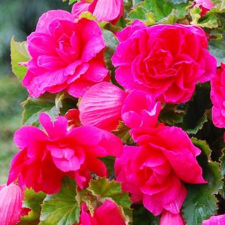 Begonia Double Pendula Pink