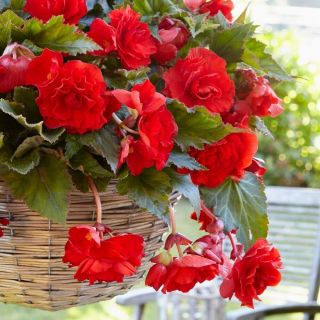 Begonia Double Pendula RED