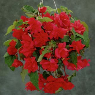 Begonia Double Pendula RED