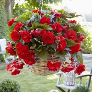 Begonia Double Pendula RED