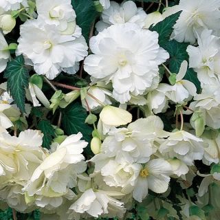 Begonia Double Pendula  White  