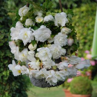 Begonia Double Pendula  White  