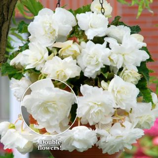 Begonia Double Pendula  White  