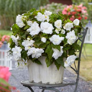 Begonia Double Pendula  White  