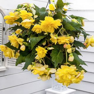 Begonia Double Pendula Yellow