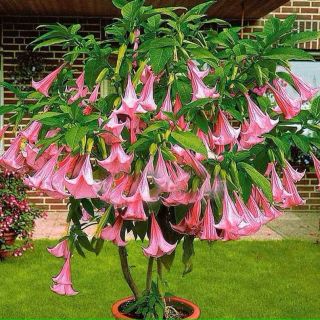 Датура/Brugmansia Angel's Pink