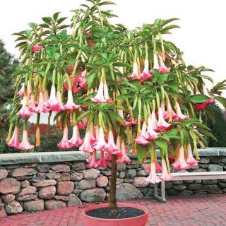 Датура/Brugmansia Angel's Pink