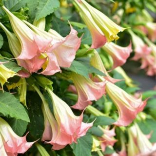 Датура/Brugmansia Angel's Pink