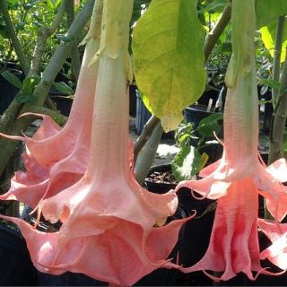 Датура/Brugmansia Angel's Pink