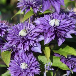 Клематис/Clematis lanuginosa Multi Blue