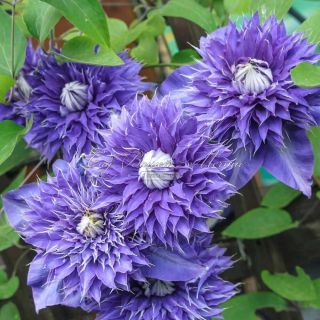 Клематис/Clematis lanuginosa Multi Blue