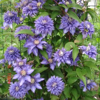 Клематис/Clematis lanuginosa Multi Blue