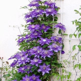 Клематис/Clematis lanuginosa Multi Blue