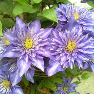 Клематис/Clematis lanuginosa Multi Blue