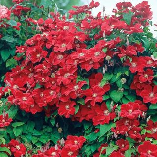 Клематис/Clematis Rouge Cardinal