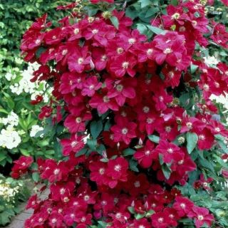 Клематис/Clematis Rouge Cardinal