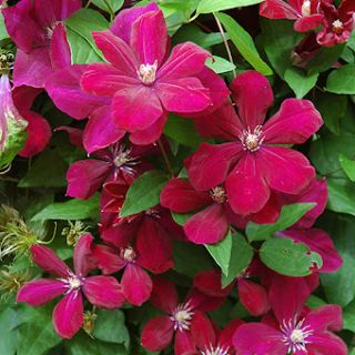 Клематис/Clematis Rouge Cardinal