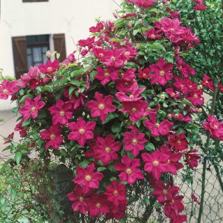 Клематис/Clematis Rouge Cardinal