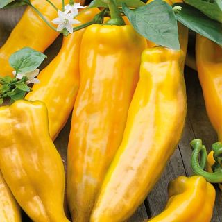 Пипер Corno di toro giallo