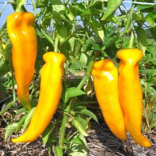 Пипер Corno di toro giallo