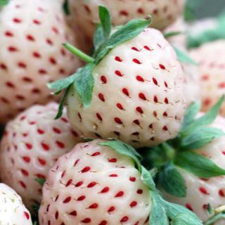 Fragaria Ananassa Pineberry-2бр.коренища БЕЛИ ЯГОДИ