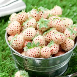 Fragaria Ananassa Pineberry-2бр.коренища БЕЛИ ЯГОДИ