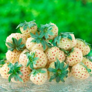 Fragaria Ananassa Pineberry-2бр.коренища БЕЛИ ЯГОДИ