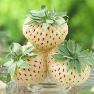 Fragaria Ananassa Pineberry-2бр.коренища БЕЛИ ЯГОДИ