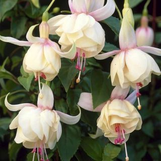 Fuchsia Annabel