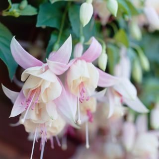 Fuchsia Annabel