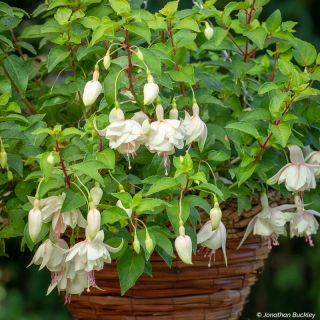 Fuchsia Annabel