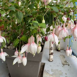 Fuchsia Annabel