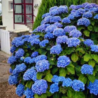 Хортензия/Hydrangea Macrophylla Blue