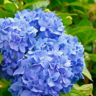 Хортензия/Hydrangea Macrophylla Blue