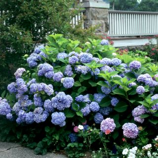 Хортензия/Hydrangea Macrophylla Blue