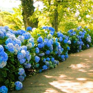 Хортензия/Hydrangea Macrophylla Blue