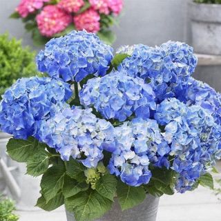 Хортензия/Hydrangea Macrophylla Blue