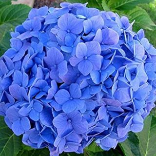 Хортензия/Hydrangea Macrophylla Blue