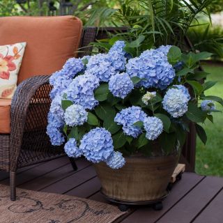 Хортензия/Hydrangea Macrophylla Blue