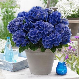 Хортензия/Hydrangea Macrophylla Blue