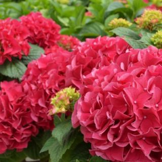 Хортензия/Hydrangea Macrophylla RED