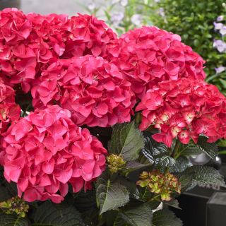 Хортензия/Hydrangea Macrophylla RED